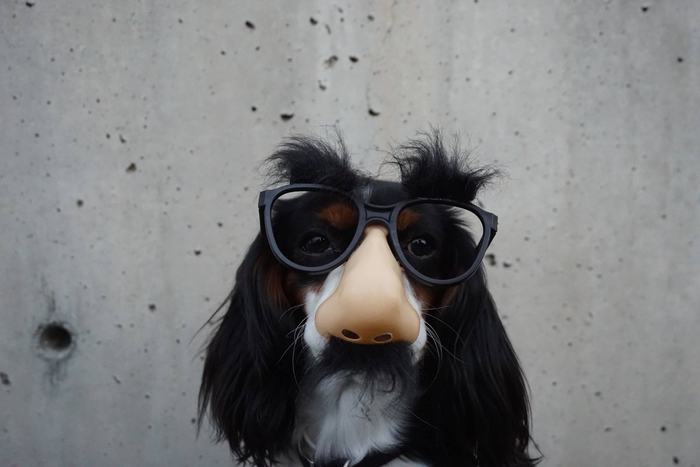 A dog with glasses & nose impersonating a human