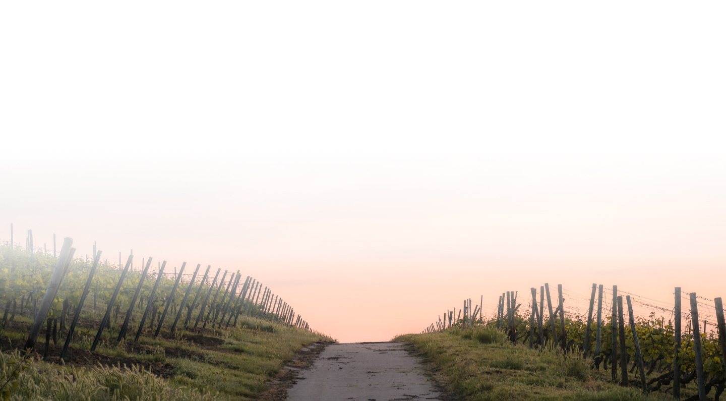 Chemin à travers un champ au coucher du soleil